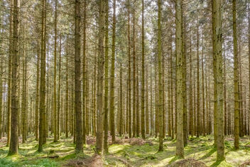 In the Woods - Free image #482399